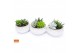 Succulenten mix Succulent bowl in Marrakesh 18 3 pp 