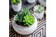Succulenten mix Succulent bowl in Marrakesh 18 3 pp 