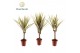 Dracaena marg. bicolor Tiny Tummy Dracaena Bicolor 1 pp 