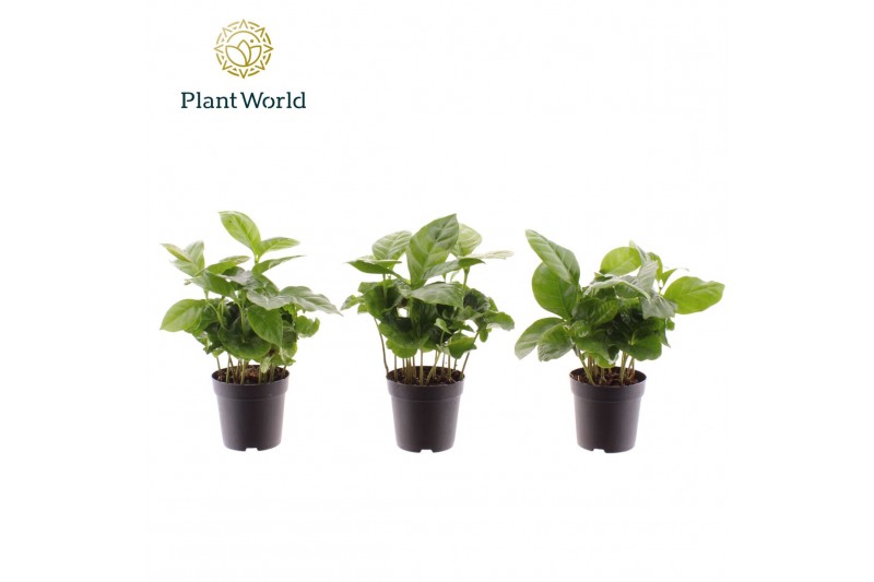 Coffea arabica Coffea Arabica 7 cm 6 pp 