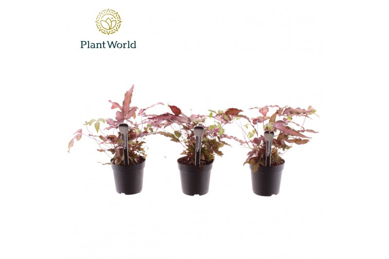 Pteris albolineata Pteris cretica Albolineata 7 cm Make-Upz Roze 