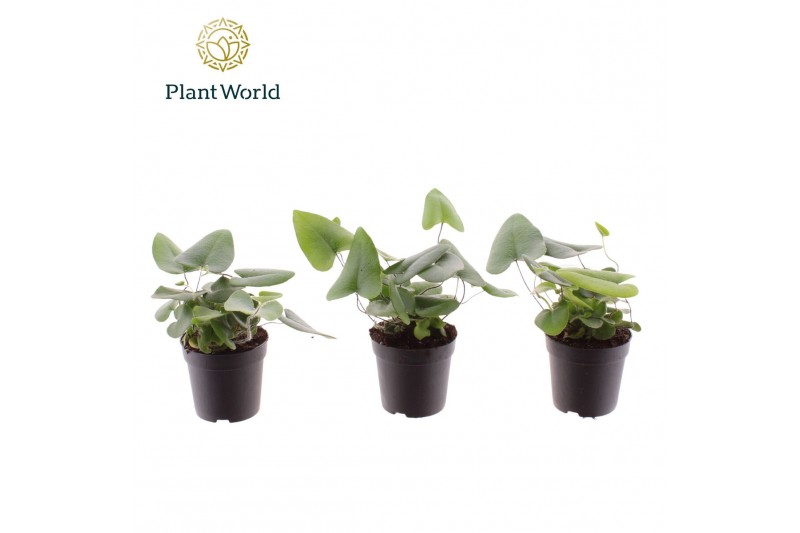 Hemionitis arifolia Hemionitis arifolia 7 cm 