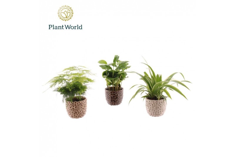 Kamerplanten mix Groen mix in pot Lizzy 1 pp 