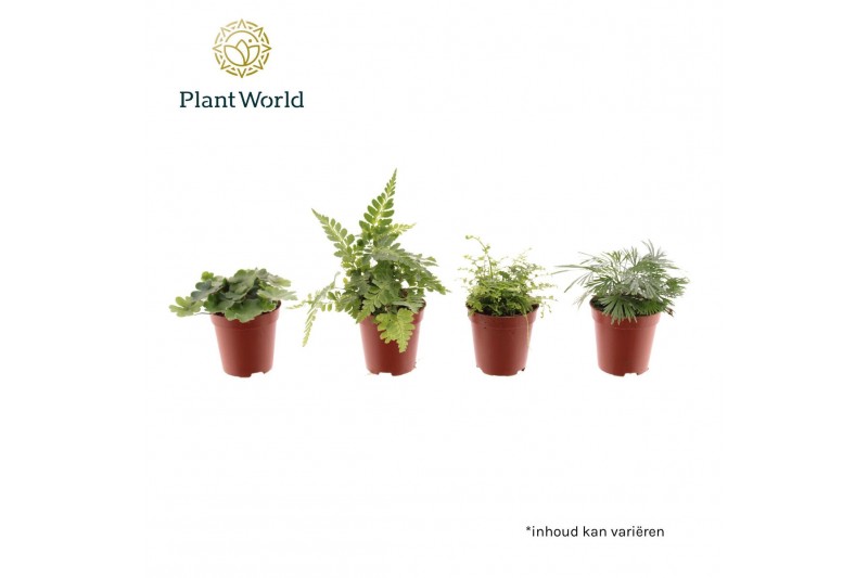 Varens mix Tiny varen mix 