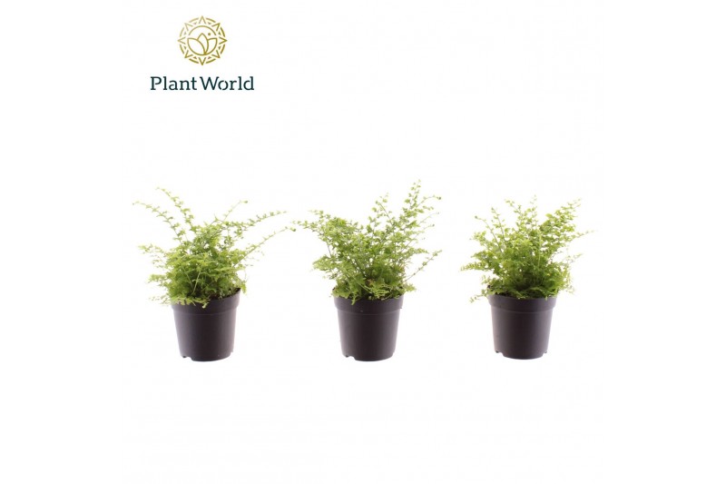 Nephrolepis exaltata green fantasy Nephrolepis Green Fantasy 7 cm over 