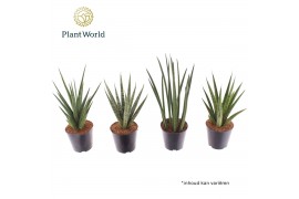 Sansevieria cylindrica Sansevieria mix basic mix