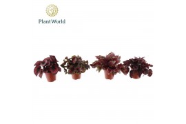 Begonia blad rex mix Begonia Love mix 3 - 4 soorten 3 pp