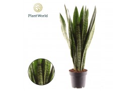 Sansevieria zeylanica Sansevieria Zeylanica (8+ blad) 1 pp
