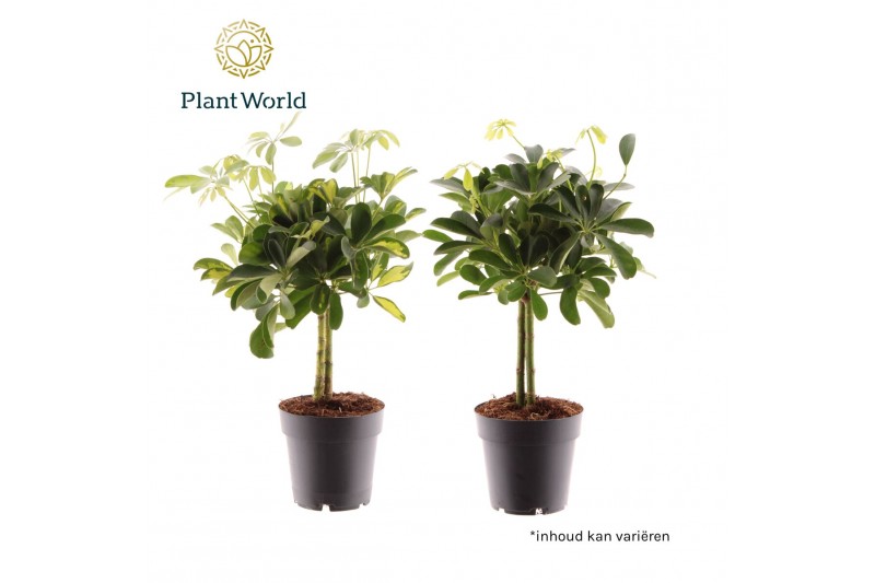 Schefflera arboricola Schefflera op stam mix (Gold Capella & Compacta) 