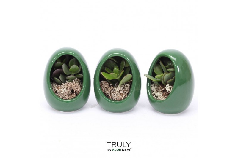 Arrangementen succulenten TRULY Crassula, Egg Green gold1 pp 