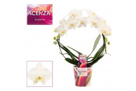 Phalaenopsis anthura madrid Phalaenopsis boog wit (Scenza)bl.  tak/pln
