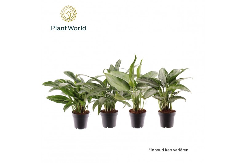 Aglaonema mix Aglaonema gemengd 2 pp 