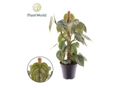 Philodendron brandtianum Philodendron Brandtianum Mosstok 3 pp