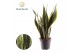 Sansevieria trifasciata laurentii Sansevieria Laurentii 3 pp 