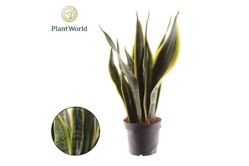 Sansevieria trifasciata laurentii Sansevieria Laurentii 3 pp 