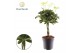 Schefflera arboricola compacta Schefflera Compacta (Nora) vlecht 3 pp 