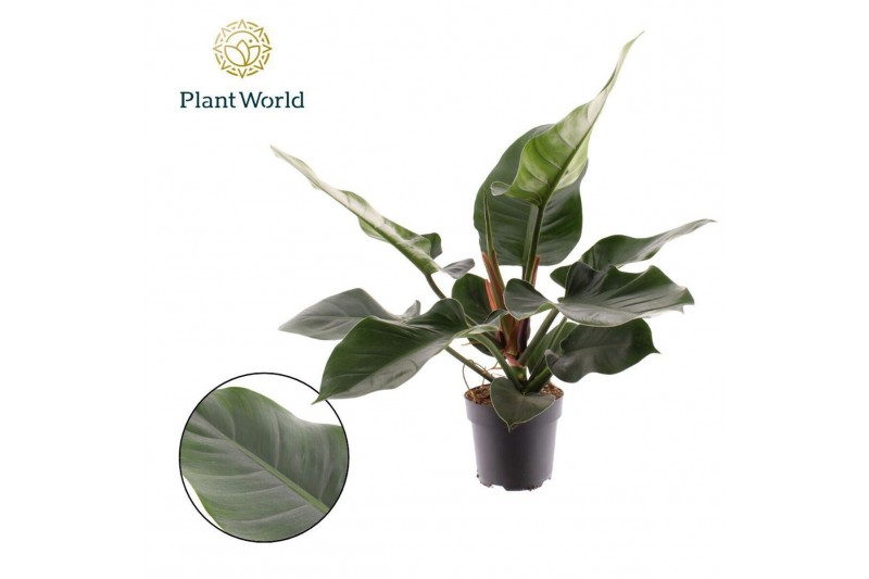 Philodendron imperial green Philodendron Imperial Green 1 pp 