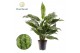 Aglaonema Aglaonema Romeo 2 pp 