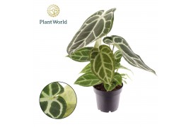 Anthurium Anthurium Chrystallinum 1 bl.