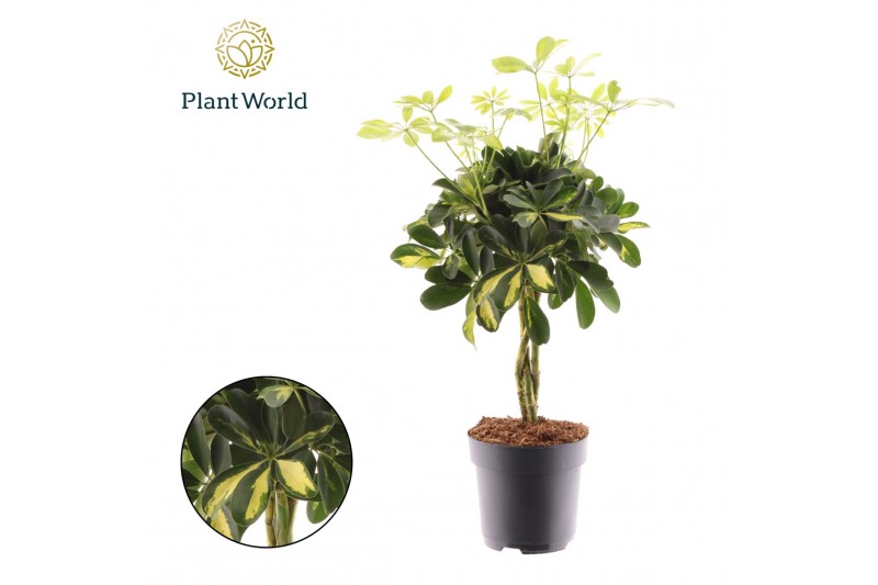 Schefflera arboricola gold capella Schefflera Gold Capella vlecht 3 pp 