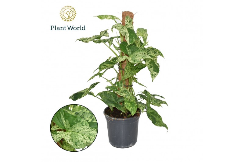 Syngonium podophyllum mottled Syngonium Mottled Mosstok 2 pp 