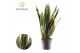 Sansevieria trifasciata laurentii Sansevieria Laurentii 2 pp 