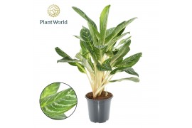 Aglaonema Aglaonema Keylime 4 pp