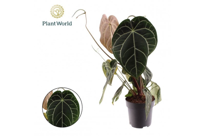 Anthurium Anthurium Chrystallinum 1 bl. overig pp 