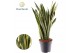 Sansevieria trifasciata laurentii Sansevieria Laurentii 2 pp 