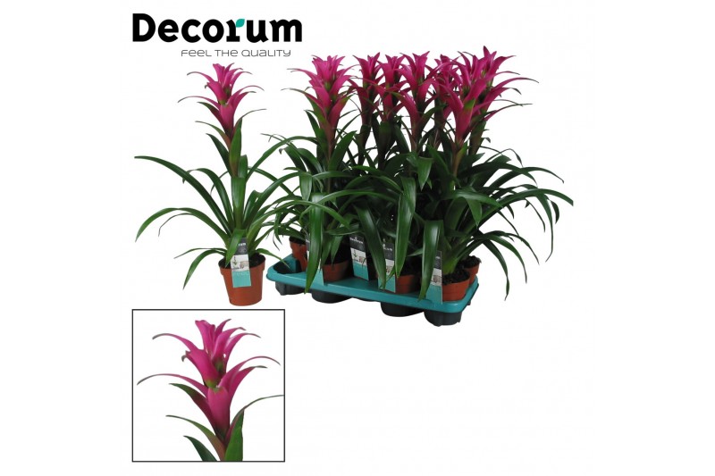Guzmania freya Guzmania Freya (Decorum) 1 bl. 