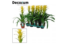 Guzmania hilda Guzmania Hilda (Decorum) 1 bl.