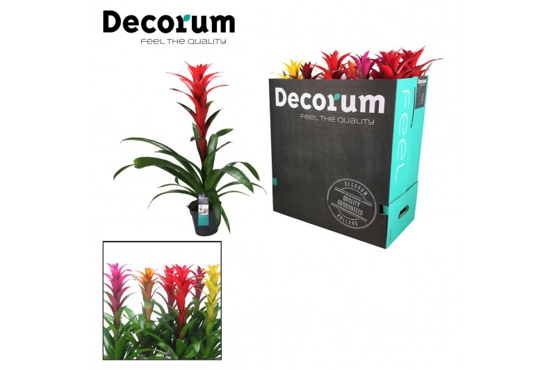 Guzmania mix Guzmania Maxima mix XXL (Decorum) 1 bl. 