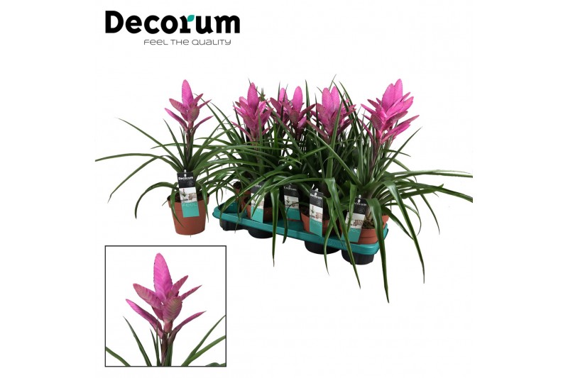 Tillandsia amira Tillandsia Amira (Decorum) 1 bl. 