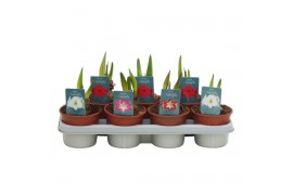 Hippeastrum Hippeastrum Regular mix 2 knop2 tak/plnt