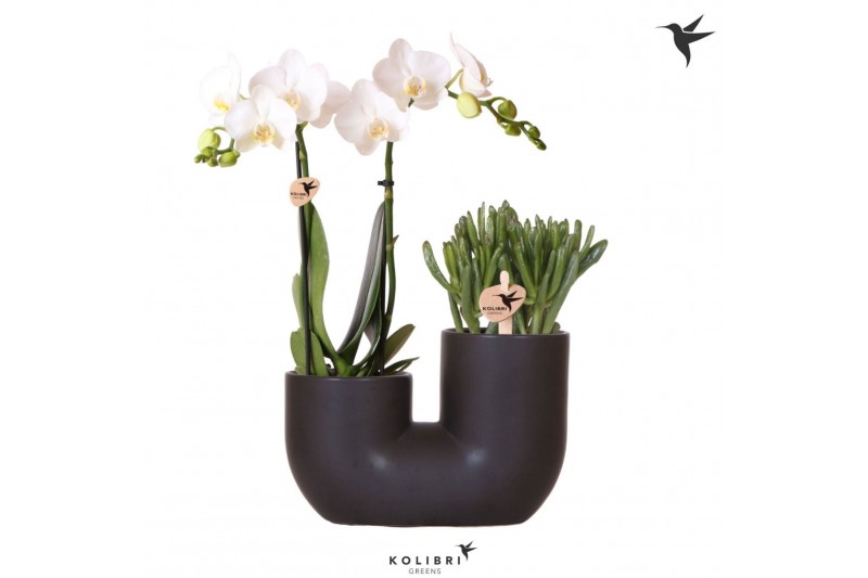 Arrangementen phalaenopsis multiflora Kolibri Orchids Phalaenopsis Whi 