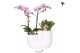 Arrangementen phalaenopsis multiflora Kolibri Orchids Phalaenopsis Pin 