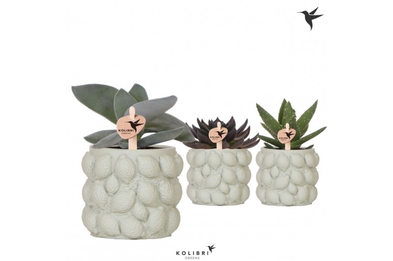 Succulenten mix Kolibri Greens Succulenten mix in Citrus pot green1 pp 