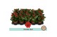 Kalanchoe blossfeldiana gevuld rubio red Kalanchoë Double Red - no sle 
