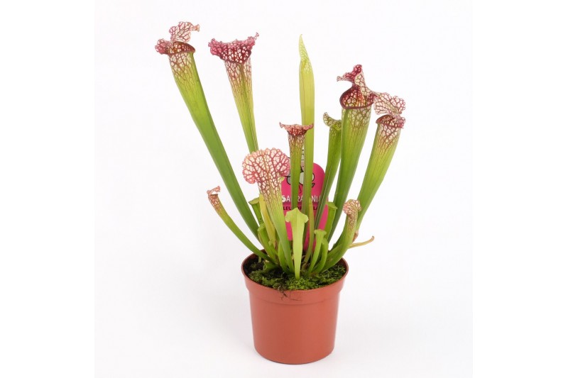 Sarracenia Sarracenia leucophylla 