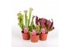 Sarracenia Sarracenia mix 