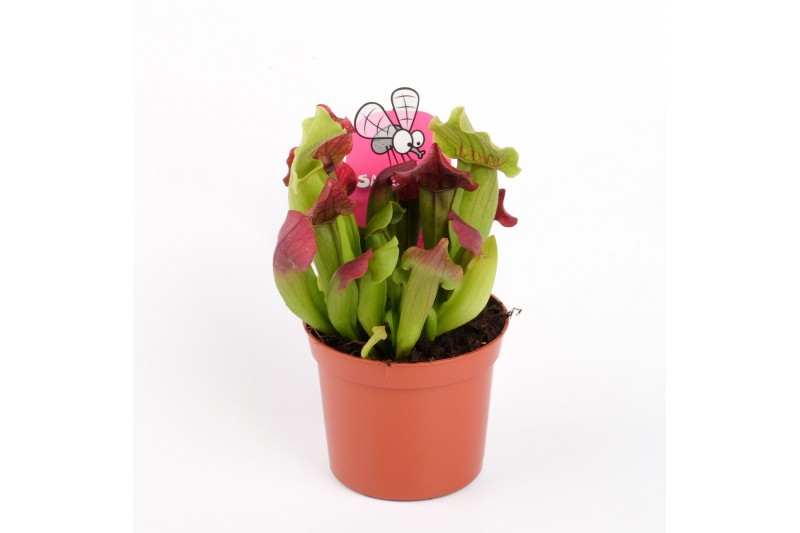 Sarracenia Sarracenia maroon 