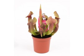 Sarracenia Sarracenia Tess