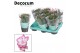 Schlumbergera dark eva Purple (Purple Dancer) met hoes - Deco 30 bl. 