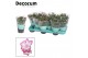 Schlumbergera dark eva Purple (Purple Dancer) met hoes - Deco 30 bl. 