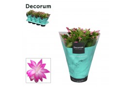 Schlumbergera naomi Pink (Cyber) - Decorum 70 bl.