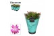 Schlumbergera naomi Pink (Cyber) - Decorum 70 bl. 