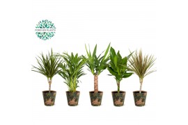 Kamerplanten mix Groen Mix p14 in SIERCUP GREEN JEWELS 1 pp