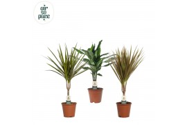Kamerplanten mix Groen Mix kamerplanten p14 (Air so Pure) 1 pp