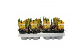 Narcissus tete a tete Narcis Tete-a-Tete pot vol per pot 1 pp