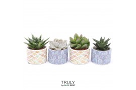 Succulenten TRULY Succulent, Happy 1 pp